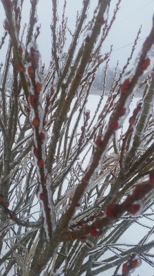 Totally encased in ice. Gorgeous!