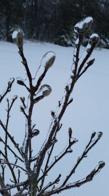 Jane Magnolia that my mom gave me.